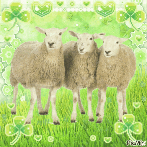 Cute sheeps